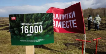«Напитки Вместе» провели акцию лесовосстановления, высадив 16 000 деревьев
